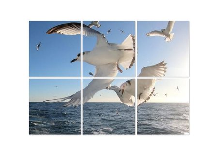 Foto over meerdere squares: zeevogels