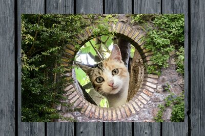 Gartenposter Katze – Wanddekoration draußen – Gartenposter – Gartentuch – Zaunposter – Gartenmalerei