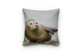 Cuscini da esterno - Giardino - foca - cuscini da giardino marittimi - souvenir dal mare - souvenir marittimi